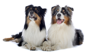 Hundefriseur