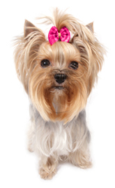 Hundefrisur